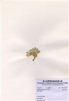 藏品(楔形仙掌藻)的圖片